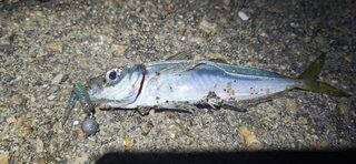 Новофёдоровка, Чёрное море: ставрида и морской дракон с пирса в спокойную погоду