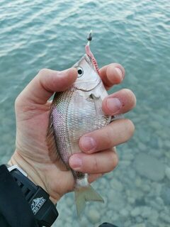 Дивноморское, Чёрное море: утренний рокфиш с карасем, горбылем и отпусканием улова