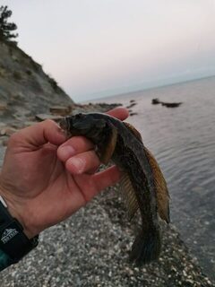 Чёрное море, Джанхот: рыбалка на рассвете с Техасом, окунем, кукушкой и карасём у камней