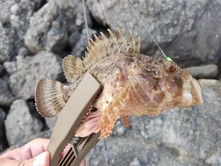 Рыбалка на Черном море: рокфишинг с донной проводкой колебалки и подсадкой