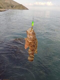 Рыбалка на Черном море: рокфишинг с донной проводкой колебалки и подсадкой