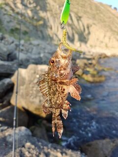 Рыбалка на Черном море: рокфишинг с донной проводкой колебалки и подсадкой