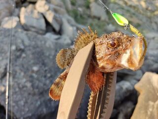Рыбалка на Черном море: рокфишинг с донной проводкой колебалки и подсадкой