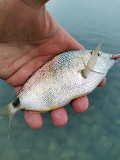 Утренняя рыбалка на Чёрном море: карась на техас 1,5 г у камней в траве