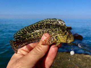 Утренний спиннинг на Чёрном море: ловля скорпены, карасей и луфариков у пирса