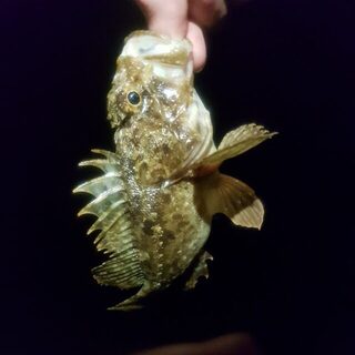 Вечерняя рыбалка на Чёрном море: голавли в речке и ловля ставриды со скорпеной
