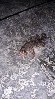Вечерняя рыбалка: Чёрное море, ставрида, луфарь, скорпена и чуларка у берега