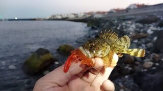 Адлер, ранняя спиннинговая ловля скорпены с берега на Черноморском побережье