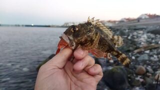 Адлер, ранняя спиннинговая ловля скорпены с берега на Черноморском побережье