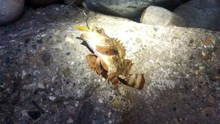 Имеретинка, Чёрное море: ловля скорпены в сильный прибой дальним забросом с тиролькой