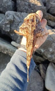 Чёрное море - Дивноморское, устье Мезыби: ловля скорпены, ласкиря и ставриды на отводной и самодур