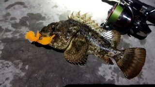 Чёрное море, Имеретинка: ловля скорпены с берега на самом последнем рассвете перед отлётом