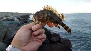 Чёрное море, Имеретинка: ловля скорпены с берега на самом последнем рассвете перед отлётом