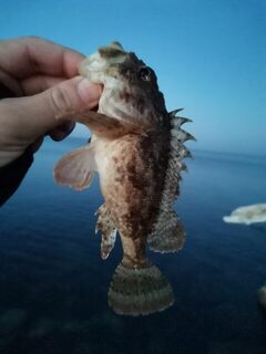 Чёрное море после ветра: рыбалка у каменной насыпи, кукушка и карась на береговом мелководье