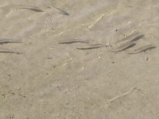 Чёрное море, лиман: береговая ловля кефали на бомбарду с морским червём