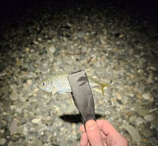 Черное море: вечерняя морская рыбалка с берега у свинарника за окунем, силикон и филе