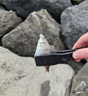Короткая рыбалка на Чёрном море под дождём, волной и сильным боковым ветром