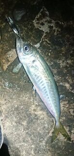Черное море: вечерняя морская рыбалка на ставриду со спиннингом под дождем, ветром и ночью