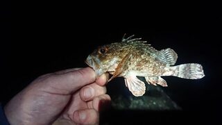 Черное море: вечерняя морская рыбалка на ставриду со спиннингом под дождем, ветром и ночью