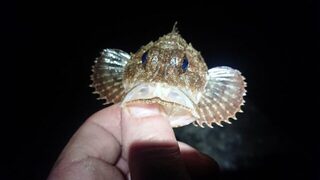 Черное море: вечерняя морская рыбалка на ставриду со спиннингом под дождем, ветром и ночью
