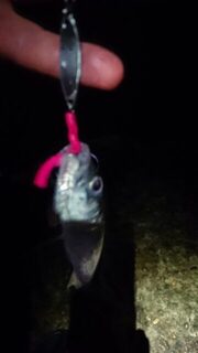 Ловля ставриды спиннингом на Чёрном море с ночными морскими поклевками карася
