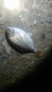 Рыбалка на Чёрном море: ставрида, карась и горбыль на спиннинг в ветер