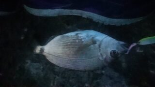 Рыбалка на Чёрном море: ставрида, карась и горбыль на спиннинг в ветер