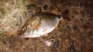 Вечерняя морская рыбалка на Чёрном море со спиннингом у спокойной воды