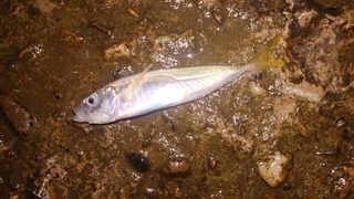 Рыбалка на Чёрном море: светлый силикон, шпроты, ставрида и безбородый крючок