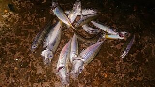 Рыбалка на Чёрном море: светлый силикон, шпроты, ставрида и безбородый крючок