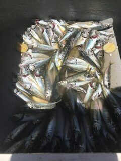 Чёрное море: морская рыбалка на ставриду с тянучими приманками из старых детских игрушек