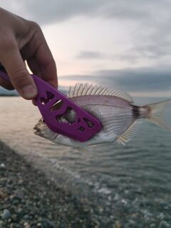 Имеретинка, Чёрное море: утренняя ловля ставриды и карася с каменной бровки
