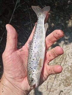 Сочи в августе: морская и речная рыбалка со спиннингом, ставкой и форелью