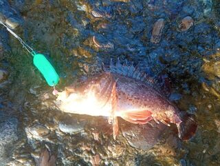 Сочи в августе: морская и речная рыбалка со спиннингом, ставкой и форелью