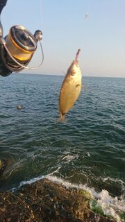 Вечерняя ловля карася и скорпены на Чёрном море у травы в небольшой накат