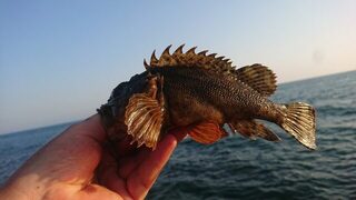 Вечерняя ловля карася и скорпены на Чёрном море у травы в небольшой накат