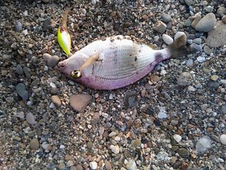 Береговая рыбалка на Чёрном море в августовскую жару: воблерный сезон и карась
