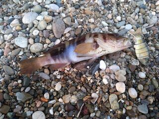 Рыбалка на Чёрном море во время жары: горбыль, ласкирь и карась среди камней