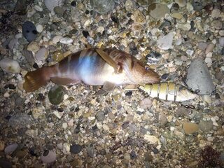 Рыбалка на Чёрном море во время жары: горбыль, ласкирь и карась среди камней