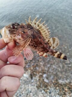 Рыбалка на Чёрном море: утренний спиннинг, карась и неожиданная кукушка