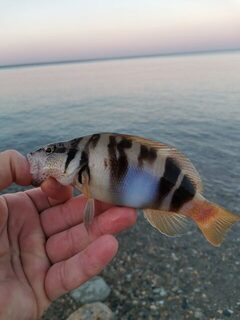 Рыбалка на Чёрном море: утренний спиннинг, карась и неожиданная кукушка