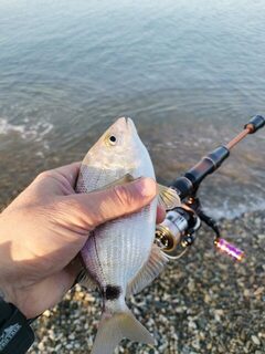 Чёрное море на рассвете: мормышка, резина, сарган и карась на тонкой леске
