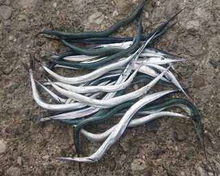 Чёрное море: утренняя рыбалка на саргана с нарезкой и спиннингом под пилькер
