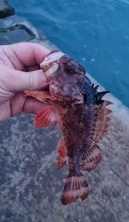 Вечерняя рыбалка на Чёрном море с берега: скорпена и бычок на спиннинг