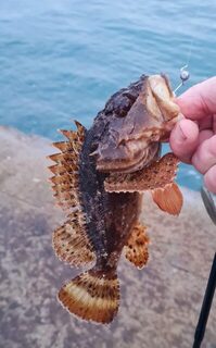Вечерняя рыбалка на Чёрном море с берега: скорпена и бычок на спиннинг