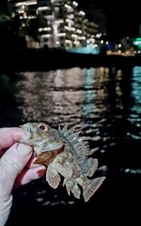 Вечерняя рыбалка на Чёрном море с берега: скорпена и бычок на спиннинг