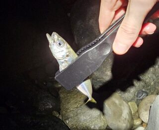 Вечерняя рыбалка на Чёрном море: ставрида, окунь и смена клева к темноте