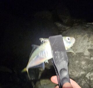Вечерняя рыбалка на Чёрном море: ставрида, окунь и смена клева к темноте
