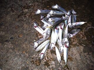 Вечерняя рыбалка на Чёрном море: ставрида, скорпена и первая встреча с горбылём