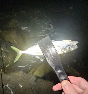 Рыбалка на Чёрном море: ставридка на выбросе после дождя и ерш со скорпеной
